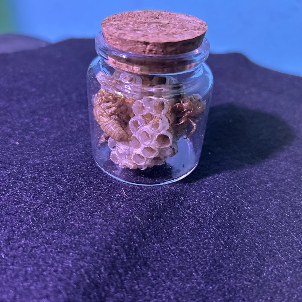 Hand Crafted Decorative Glass Jar with Natural Elements